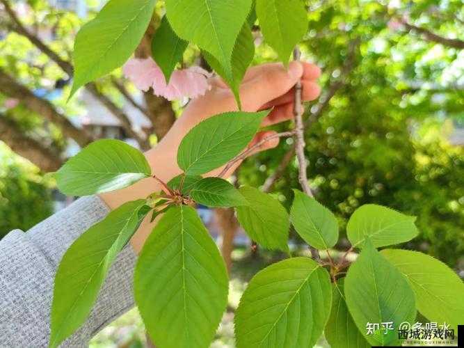校园绑定 jy 收集系统白清素:探索隐私与安全的边界