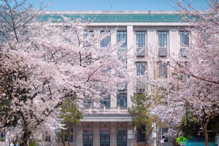 樱花官方正版官网的入口:带你领略缤纷樱花世界