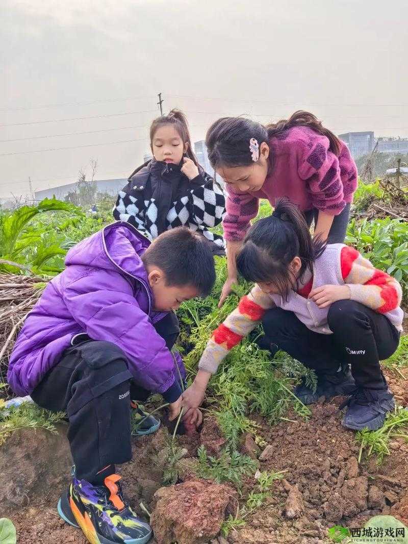 人们俗称的拔萝卜:传承千年的田园童趣活动
